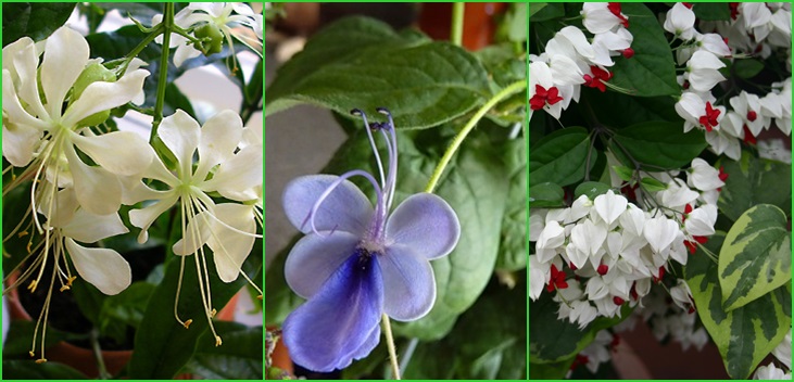 Clerodendrum - omsorg