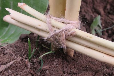 Blomsterseng fra vintreet med egne hender