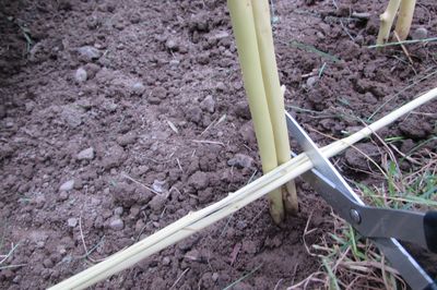 Blomsterseng fra vintreet med egne hender