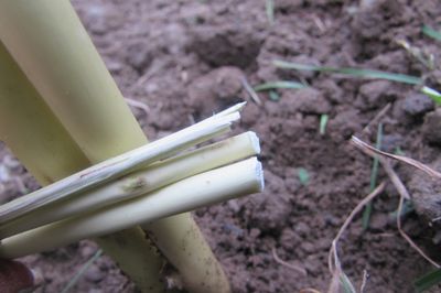 Blomsterseng fra vintreet med egne hender