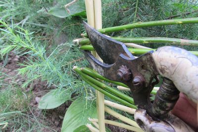Blomsterseng fra vintreet med egne hender