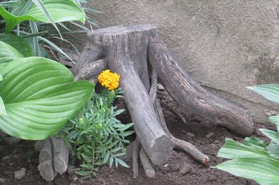 Blomsterseng fra vintreet med egne hender