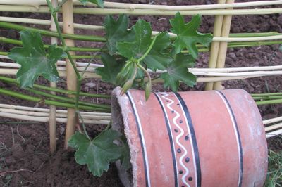 Blomsterseng fra vintreet med egne hender