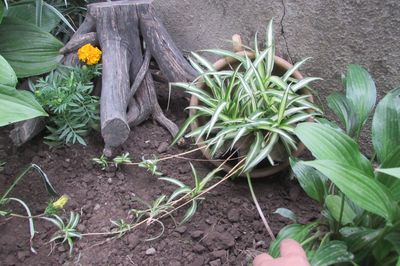 Blomsterseng fra vintreet med egne hender