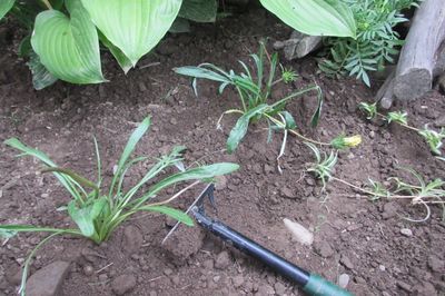 Blomsterseng fra vintreet med egne hender