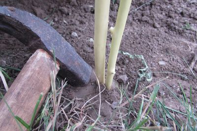 Blomsterseng fra vintreet med egne hender