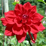 Blomstflasker fra plastflasker