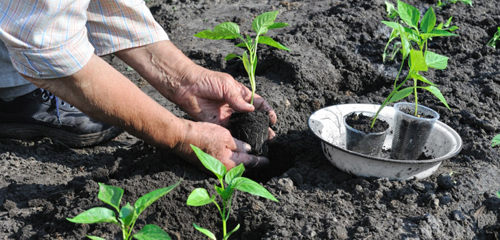 Når plantes frøplanter i det åpne bakken? Når plantes frøplanter i det åpne bakken?