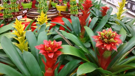 Hvordan ta vare på guzmania hjemme Hvordan ta vare på guzmania hjemme