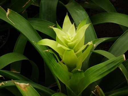 Guzmania: hvordan bryr seg om avlssesongen Guzmania: hvordan bryr seg om avlssesongen