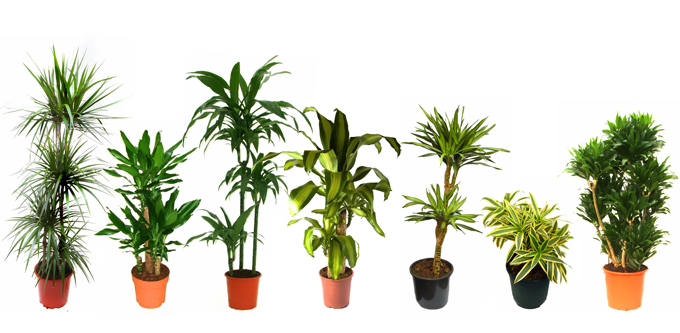 Innendørs planter: dracaena