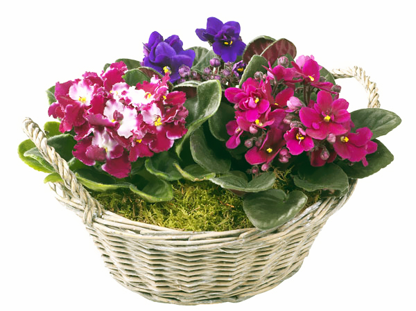 Innendørs planter: violet (senpolia)