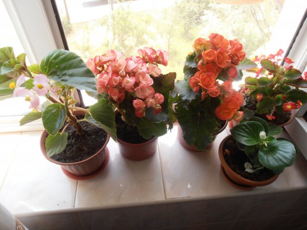 Innendørs blomst begonia: hjemmepleie