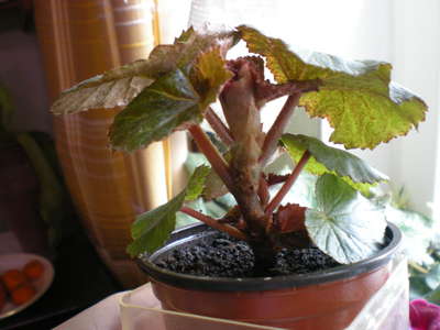 Innendørs blomst begonia: hjemmepleie