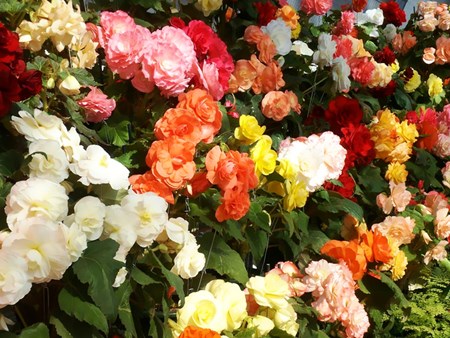 Innendørs blomst begonia: hjemmepleie