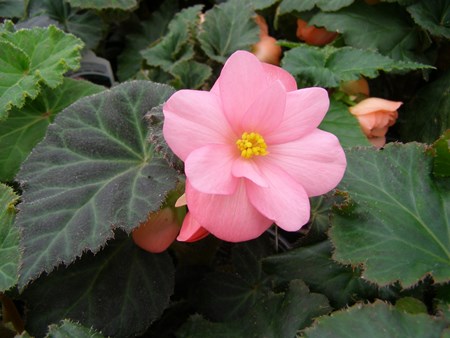 Innendørs blomst begonia: hjemmepleie