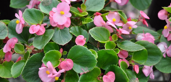 Innendørs blomst begonia: hjemmepleie