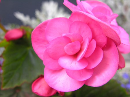 Begonia tiggeren kommer fra tropiske og subtropiske skoger Innendørs blomst begonia: hjemmepleie