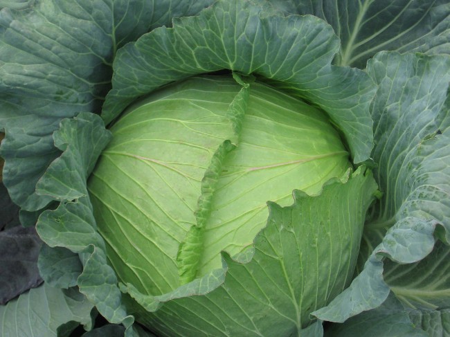 Cruciferae loppe: metoder for kamp Cruciferae loppe: metoder for kamp