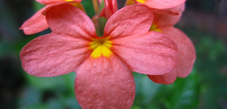 Crossandra: omsorg og bilde