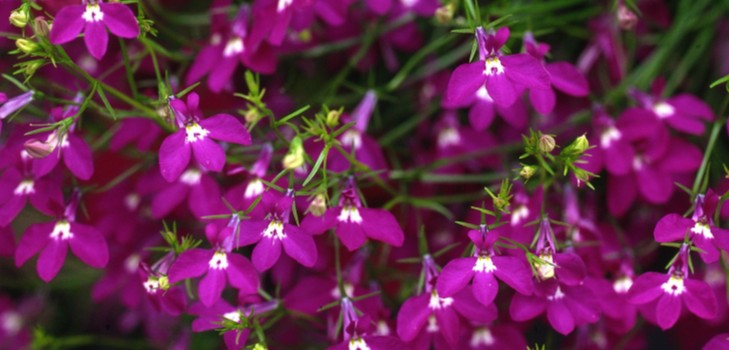 Innredningen av hagen er en herlig lobelia. Landing og omsorg med bilder og videoer
