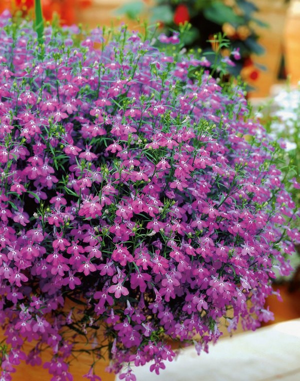 Innredningen av hagen er en herlig lobelia. Landing og omsorg med bilder og videoer