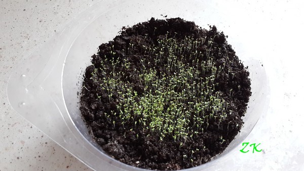 Innredningen av hagen er en herlig lobelia. Landing og omsorg med bilder og videoer