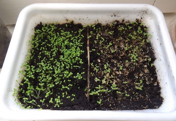 Innredningen av hagen er en herlig lobelia. Landing og omsorg med bilder og videoer