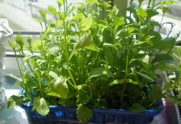 Innredningen av hagen er en herlig lobelia. Landing og omsorg med bilder og videoer
