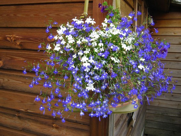 Innredningen av hagen er en herlig lobelia. Landing og omsorg med bilder og videoer