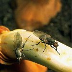 Løk fly