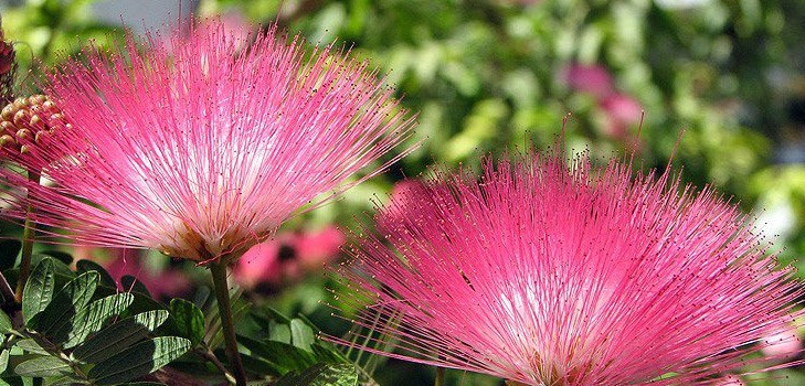 Mimosa sjenert: egenskapene til omsorg