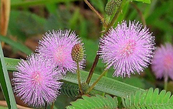 Mimosa sjenert: egenskapene til omsorg