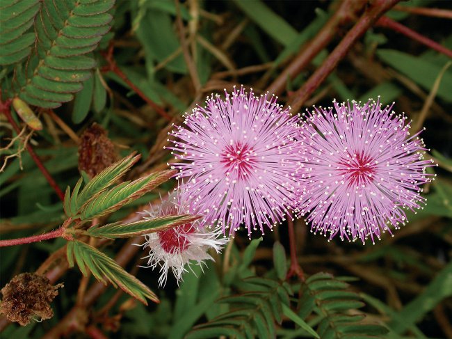 Mimosa sjenert: egenskapene til omsorg