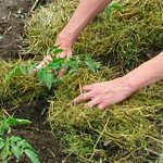 Mulching senger - bilder og videoer Mulching senger - bilder og videoer