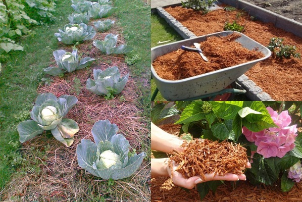 Mulching senger - bilder og videoer Mulching senger - bilder og videoer