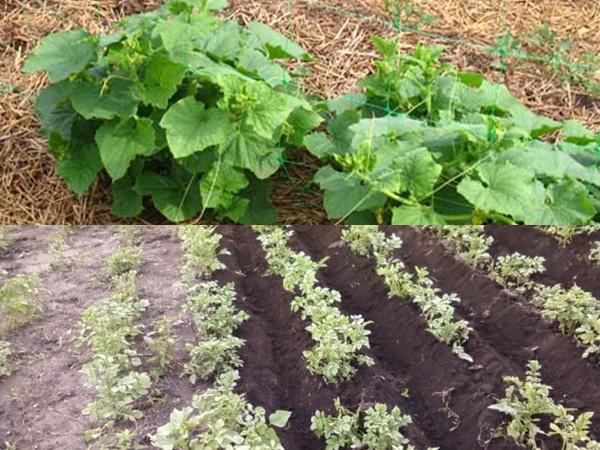 Mulching senger - bilder og videoer Mulching senger - bilder og videoer