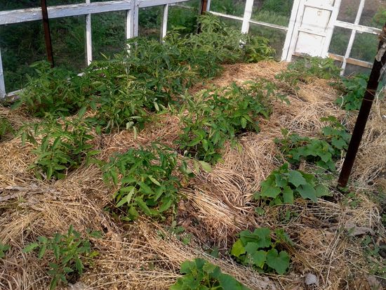 Hva er mulching gress?