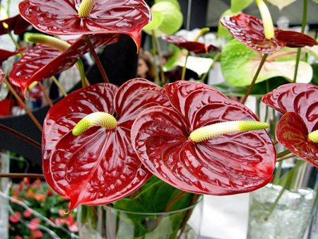 Anthurium: hjemmepleie Anthurium: hjemmepleie