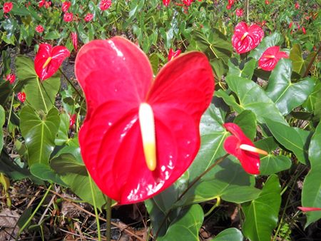 Regler for pleie av en plante Regler for pleie av en plante