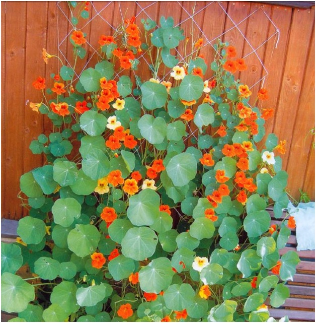 blomster ved gjerdet
