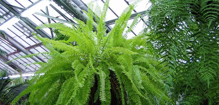 Nephrolepis - sjarmerende hjem bregner