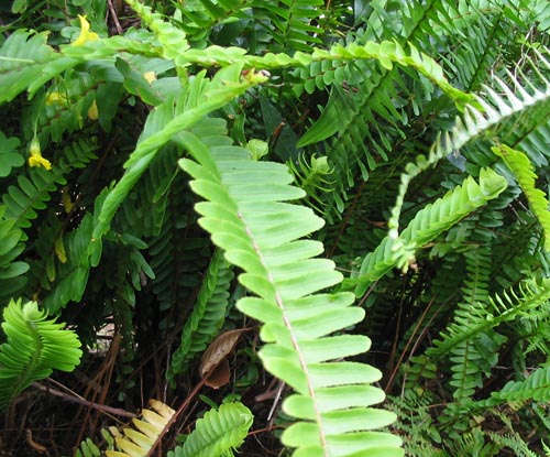 Nephrolepis: hjemmepleie