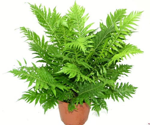 Nephrolepis. reproduksjon
