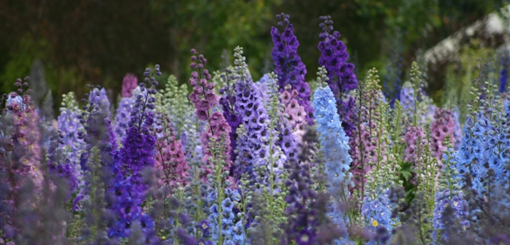 New Zealand delphiniums