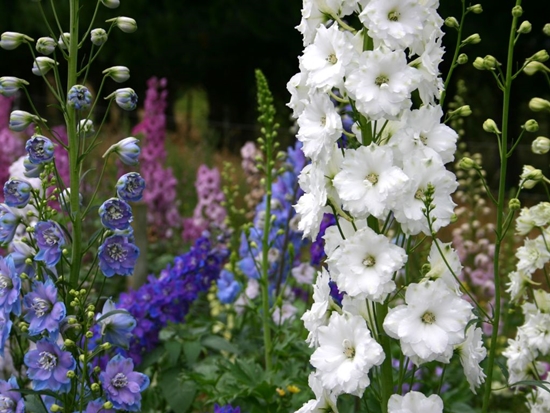 New Zealand delphiniums