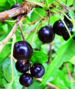 Currant kutt: svart currant
