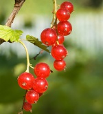 Currant trimming: rød og hvit currants Currant trimming: rød og hvit currants