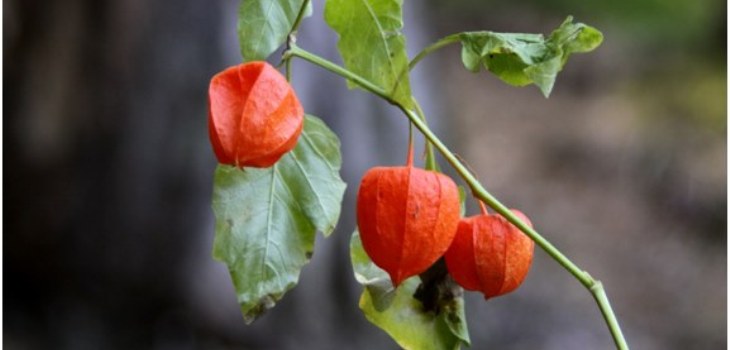 plante fysalis