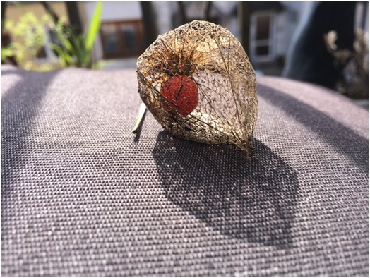 Generell informasjon om physalis, samt anbefalinger for dyrking og omsorg